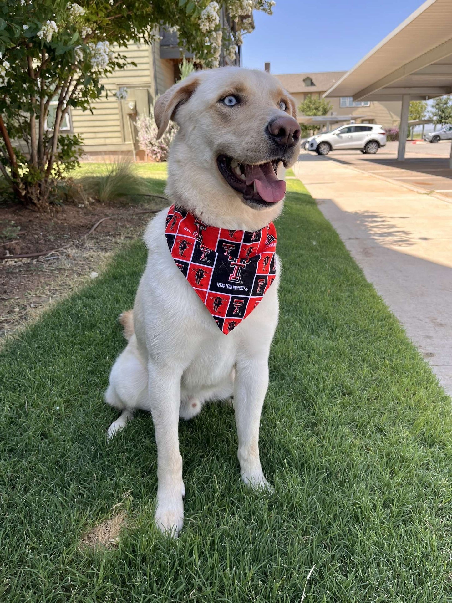 Wreck 'Em Pup