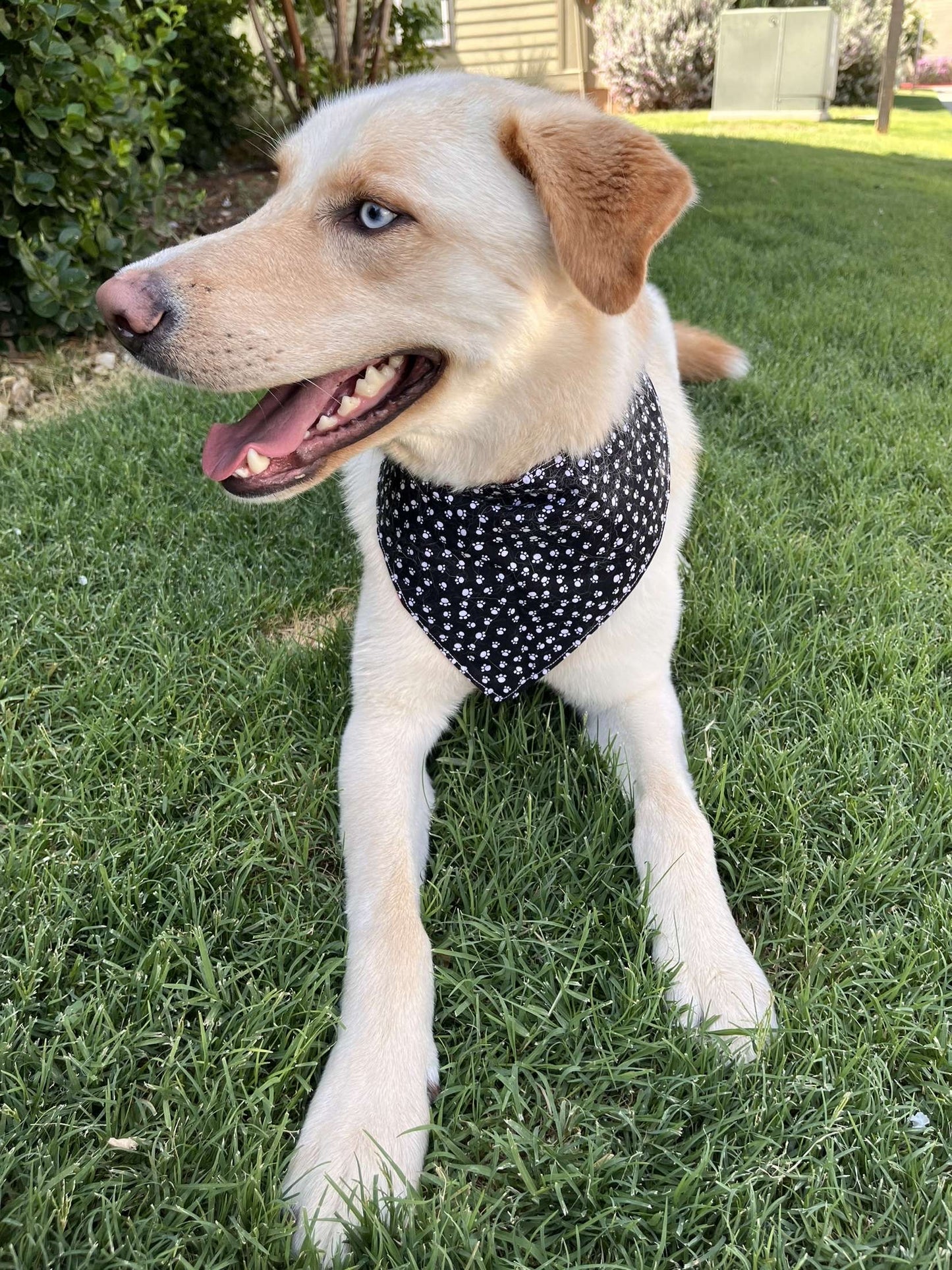 Wreck 'Em Pup