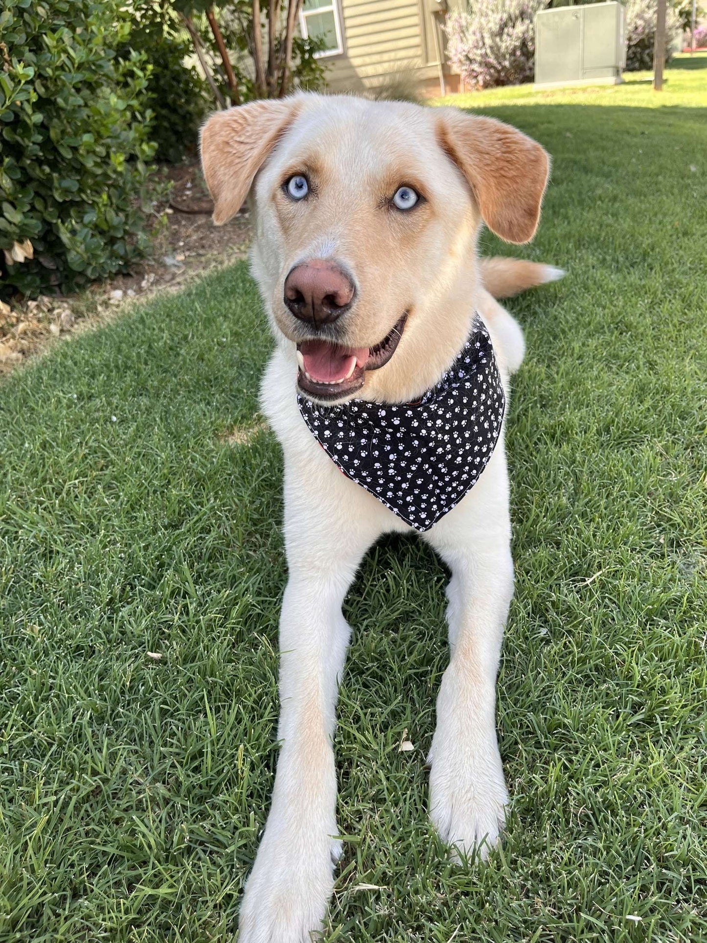 Wreck 'Em Pup