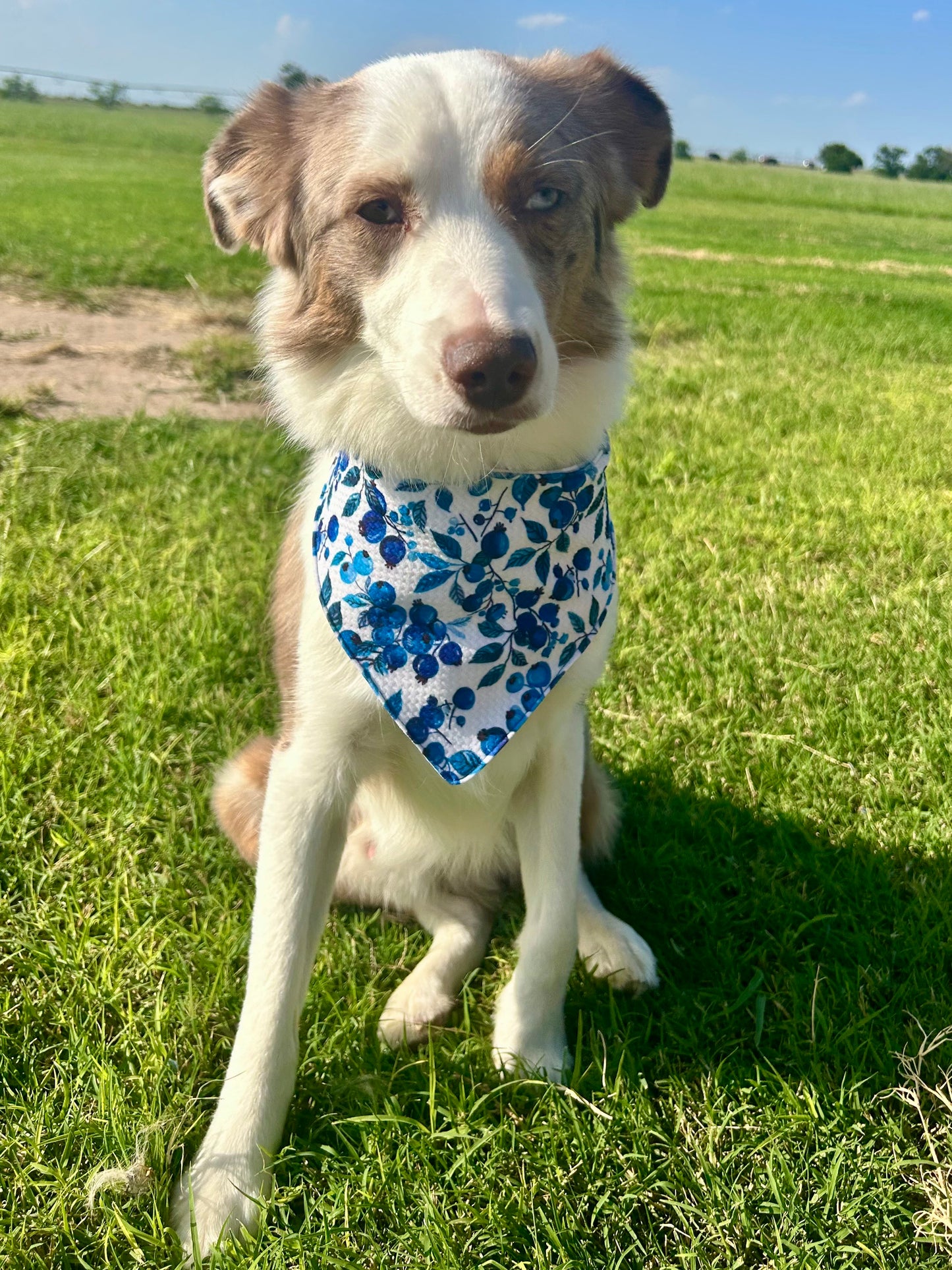 Blueberry Picnic