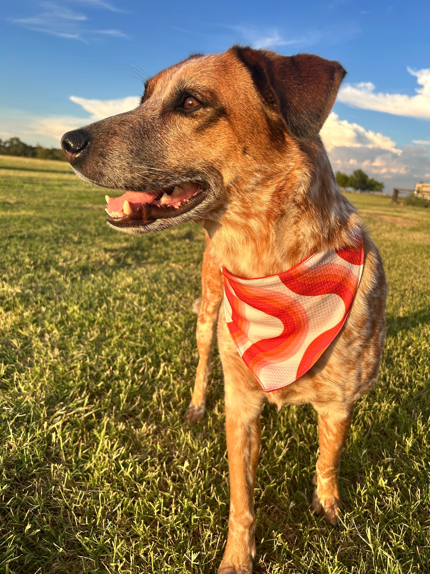 Sizzlin' Swirl