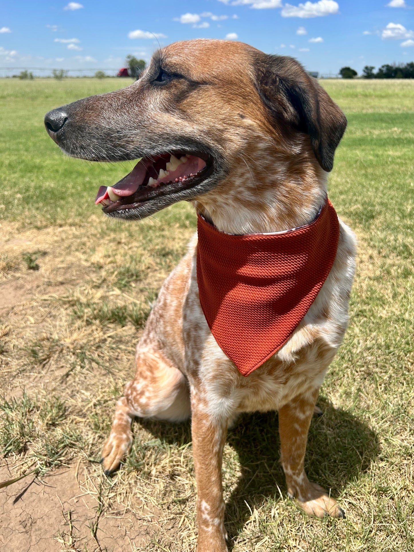 Quarterbark