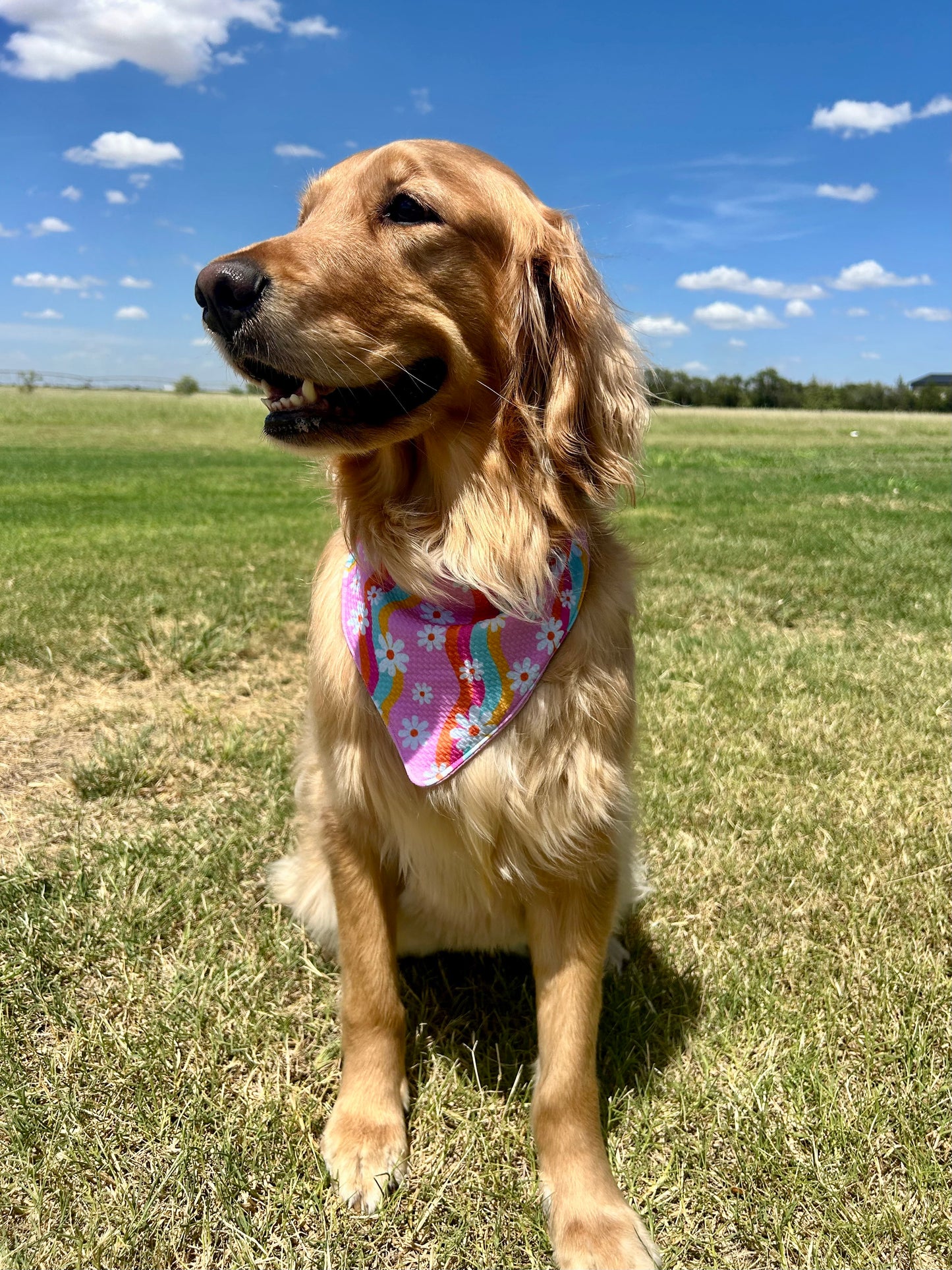 Daisy Days